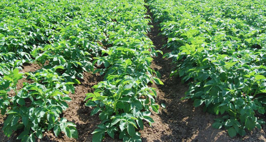 Agriculture de conservation :Pourquoi nous ne lavons pas nos pommes de terre ?